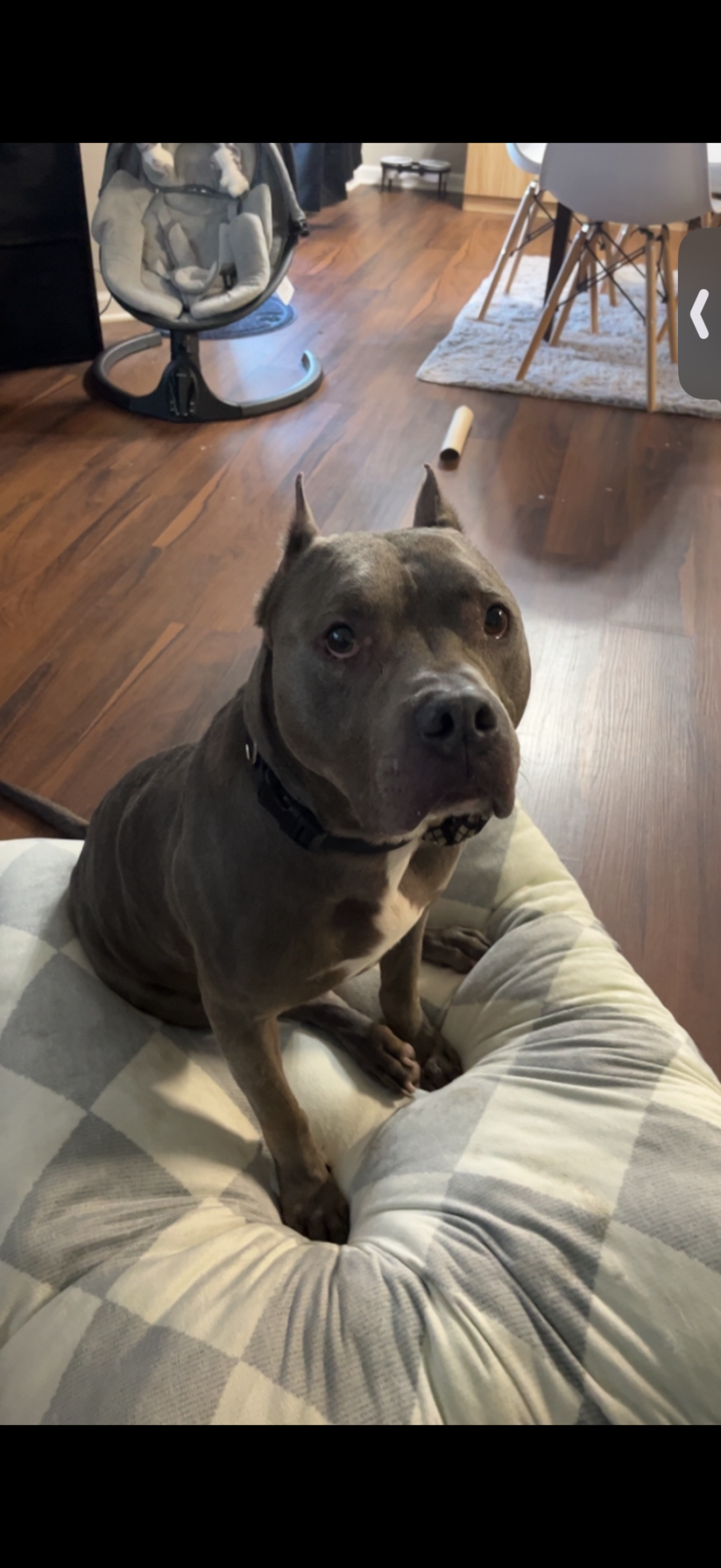 Dax, an Animal Ally