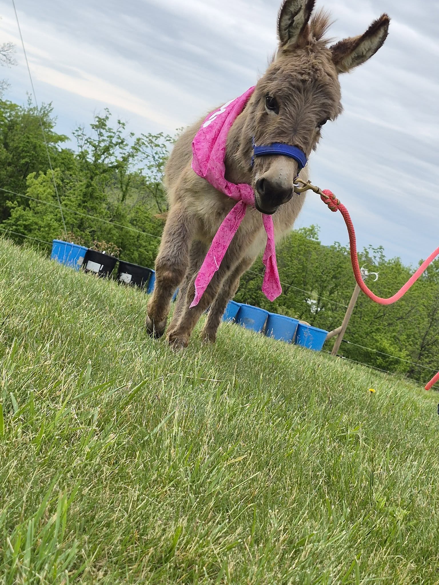Molly the young burro wearing a pink scarf